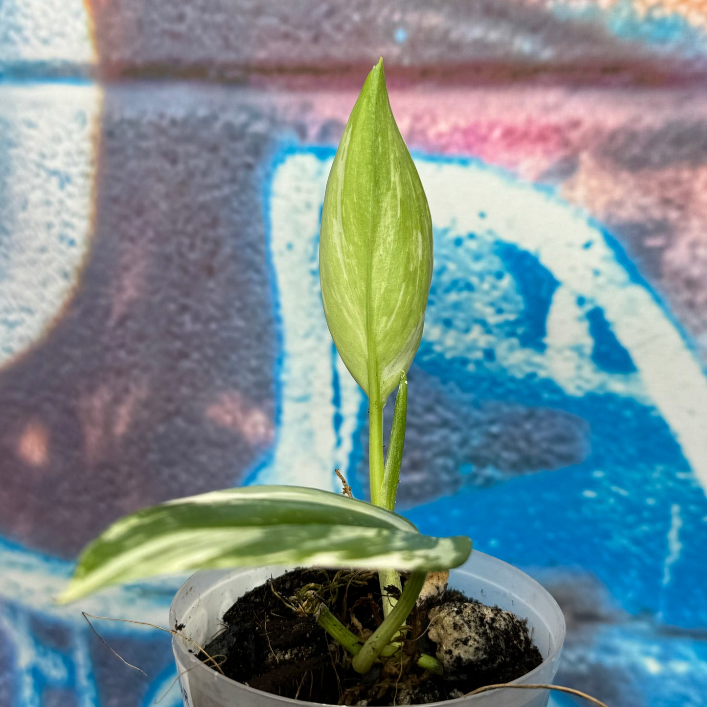 Scindapsus treubii Albo Variegated - STAV000013