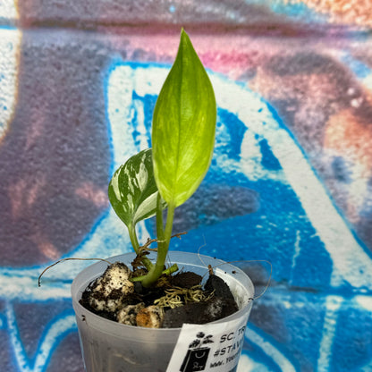 Scindapsus treubii Albo Variegated - STAV000013