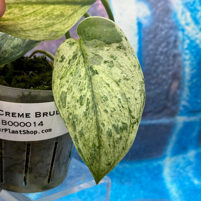 Scindapsus 'Creme Brulee' - #SCCB000014