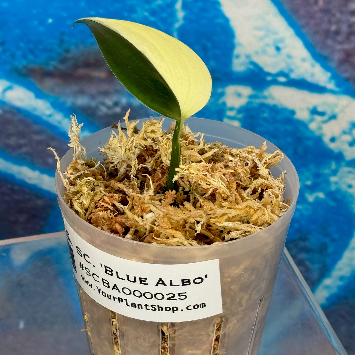 Scindapsus 'Blue Albo' - SCBA000025