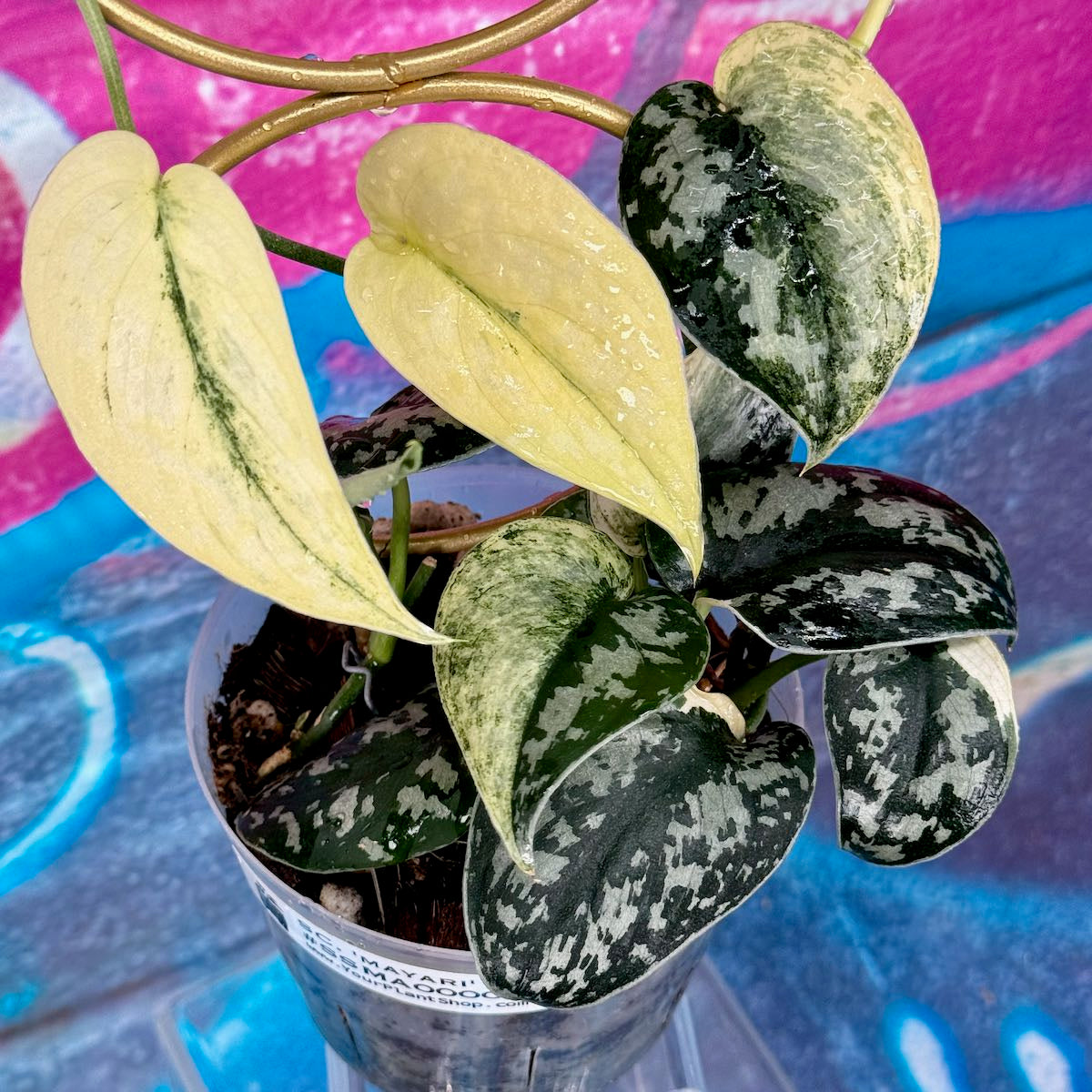 Scindapsus pictus 'Mayari' - SCMA000044