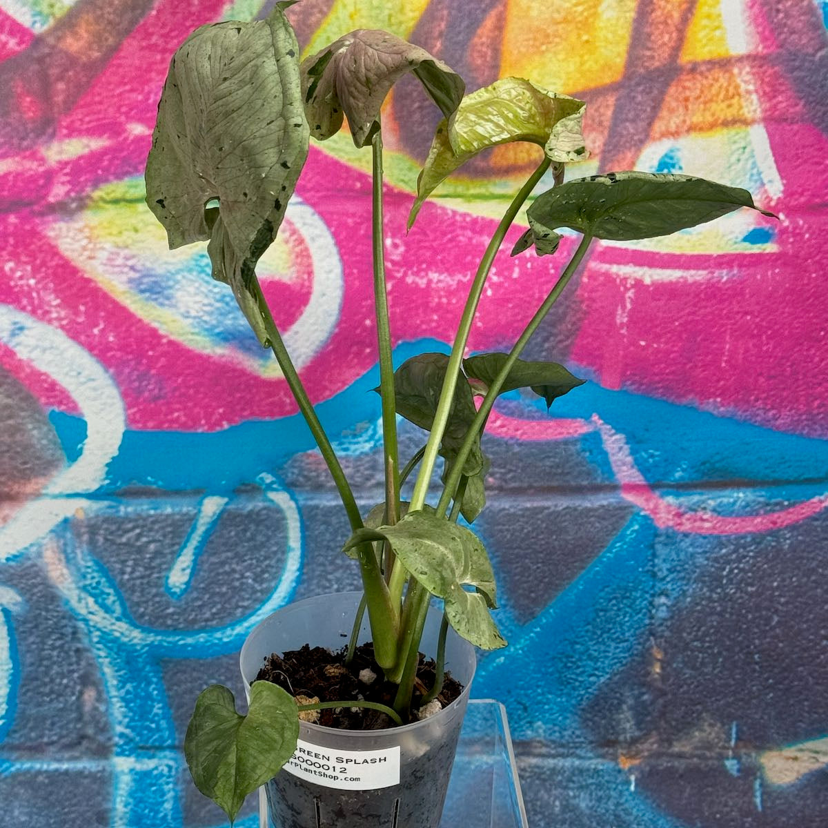 Green Splash Syngonium Podophyllum - Real 2024 Pic - Mottled Variegation