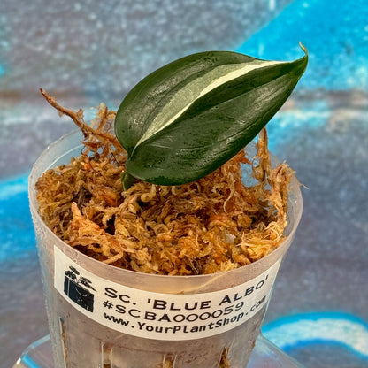 Scindapsus 'Blue Albo' - SCBA000059