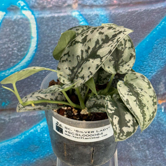 Scindapsus Silver Lady - #SCSL000064