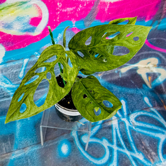 Monstera adansonii variegated (Indo Mint) - MAMT000038