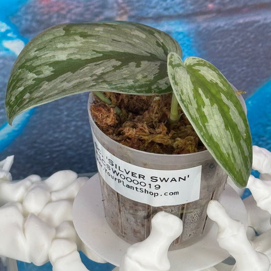 Scindapsus 'Silver Swan' - #SCSW000019