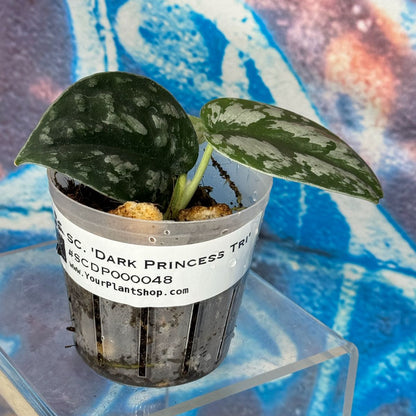 Scindapsus Dark Princess Tricolor NOID - SCDP000048