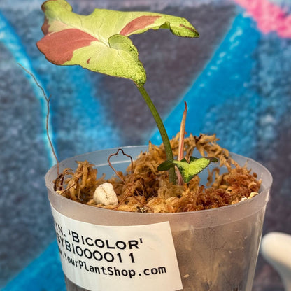 Syngonium 'Bicolor' - #SCBI000011