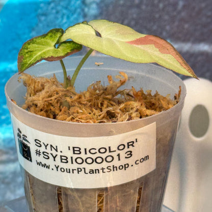 Syngonium 'Bicolor' - #SCBI000013