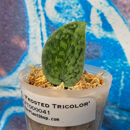 Scindapsus 'Frosted Tricolor' - #SCFT000041