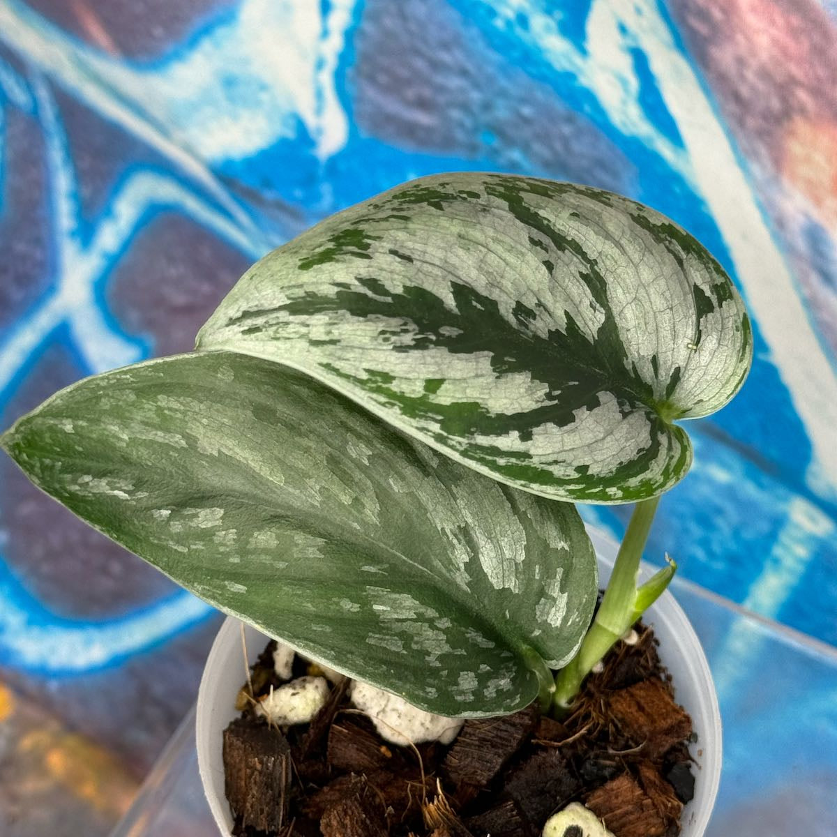 Scindapsus 'Silver Swan' - #SCSW000012
