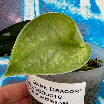 Scindapsus 'Dark Dragon' - #SCDD000018