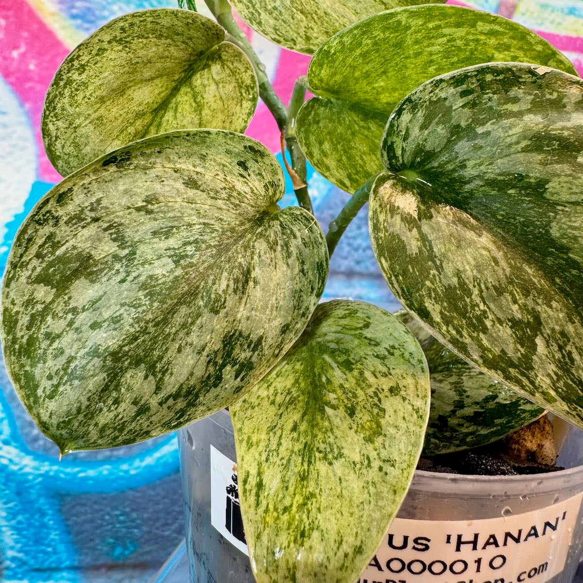 Scindapsus pictus 'Hanan' - #SCHA000010