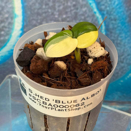 Scindapsus 'Blue Albo' - SCBA000062