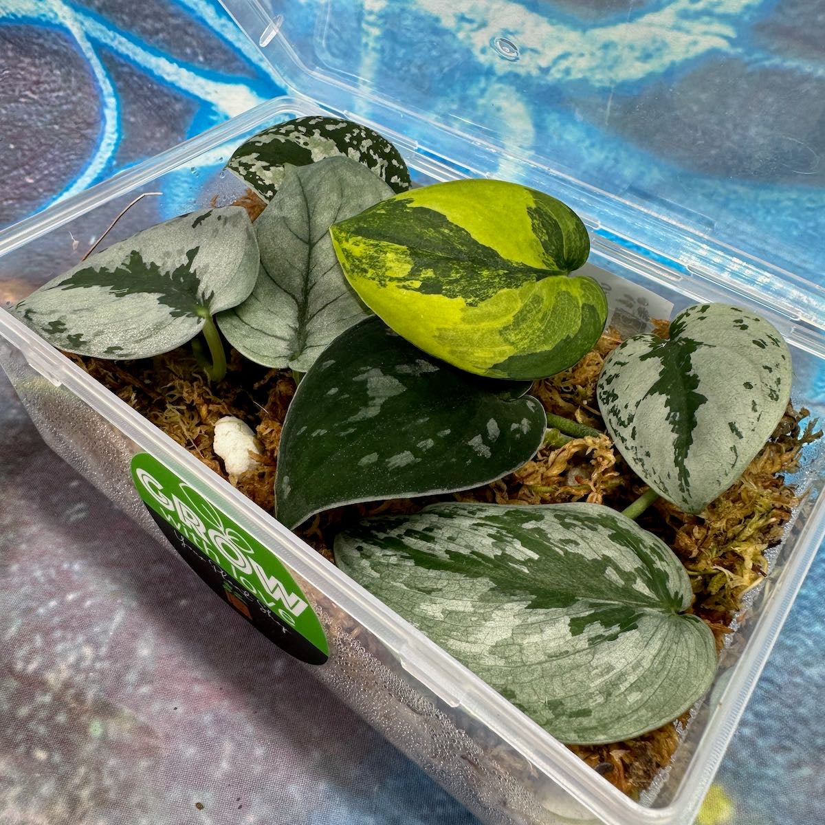 Scindapsus Cuttings Bundle - #SCUT000010