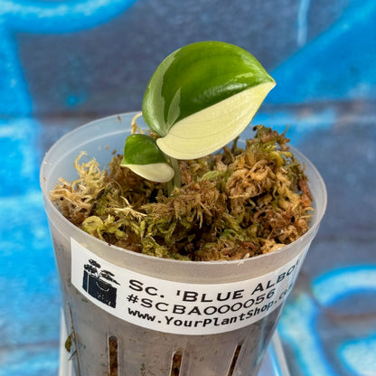 Scindapsus 'Blue Albo' - SCBA000056