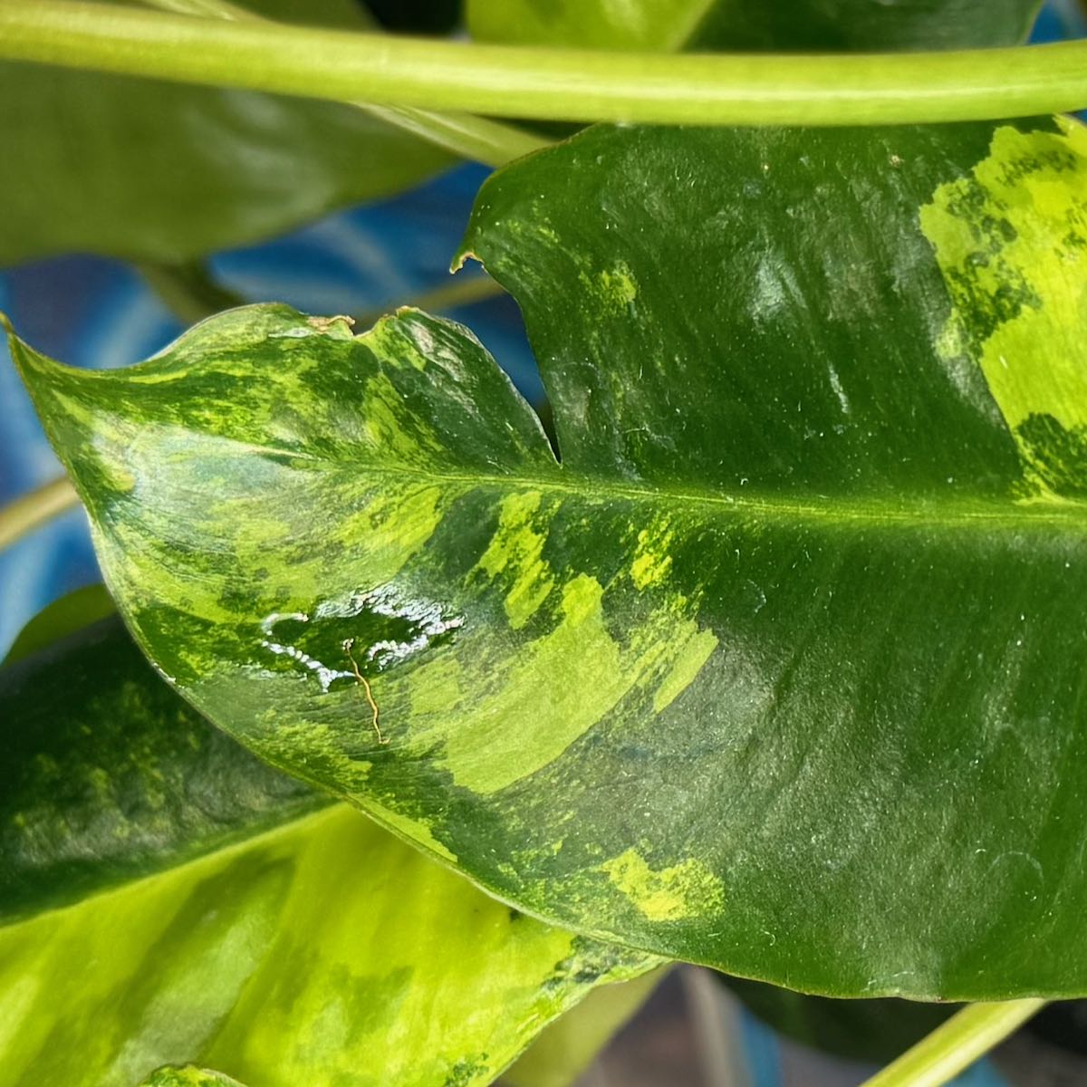 Philodendron 'Burle Marx' Variegated - #PBMV00013