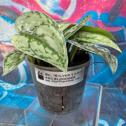 Scindapsus Silver Lady - #SCSL000068