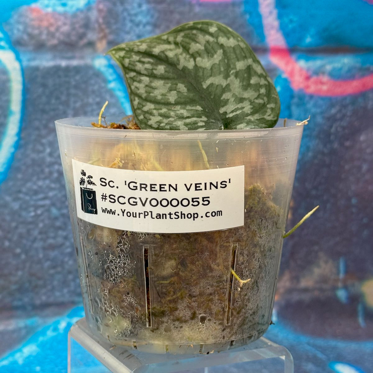 Scindapsus pictus  'Green Veins' - #SCGV000055