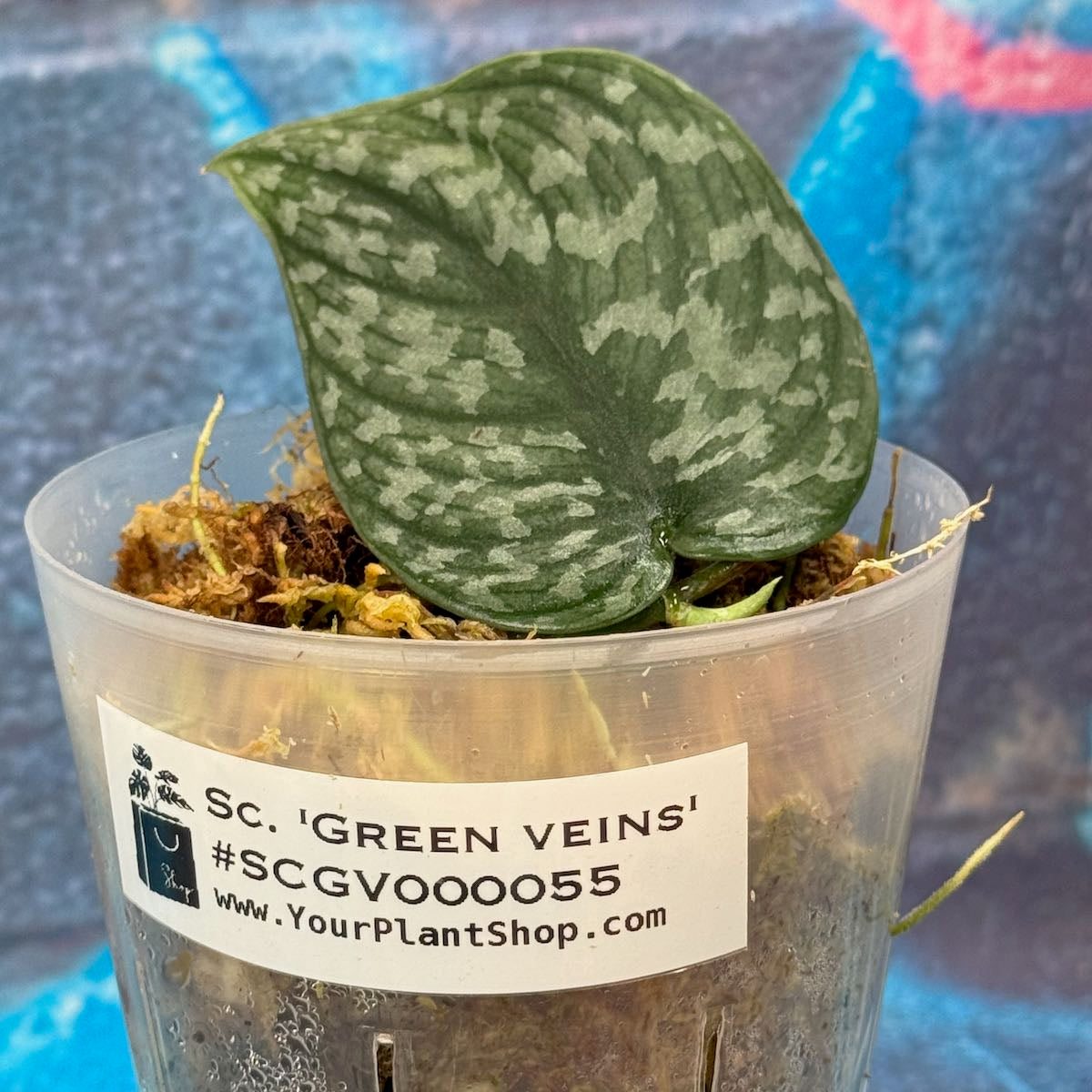 Scindapsus pictus  'Green Veins' - #SCGV000055