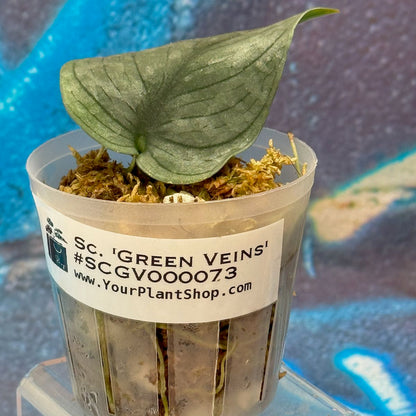 Scindapsus pictus  'Green Veins' - #SCGV000073