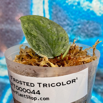 Scindapsus 'Frosted Tricolor' - #SCFT000044