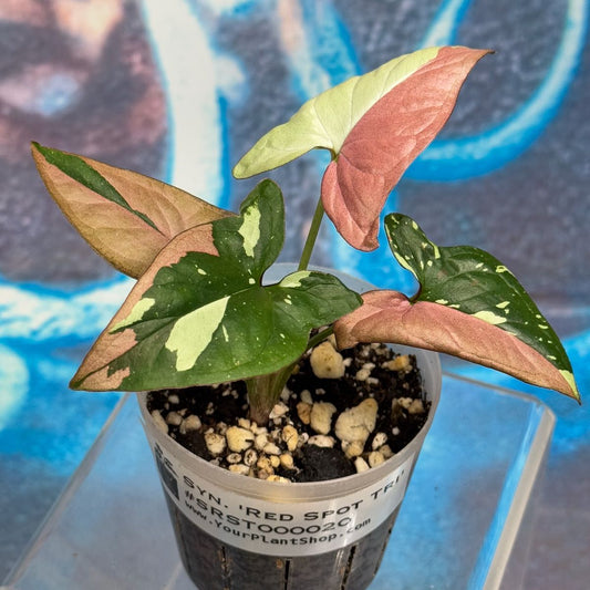 Syngonium Red Spot Tricolor - #SRST000020