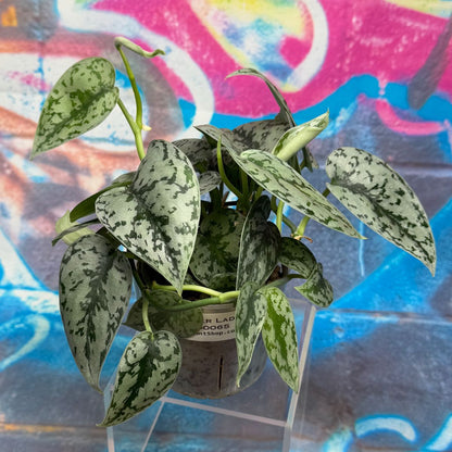 Scindapsus Silver Lady - #SCSL000065