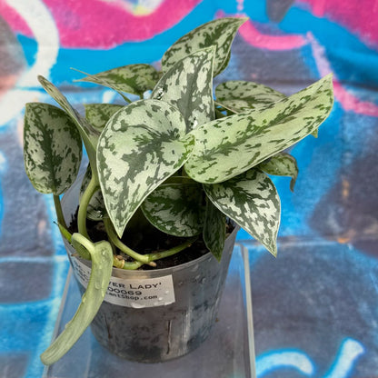 Scindapsus Silver Lady - #SCSL000069