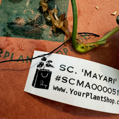 Scindapsus pictus 'Mayari' - SCMA000051