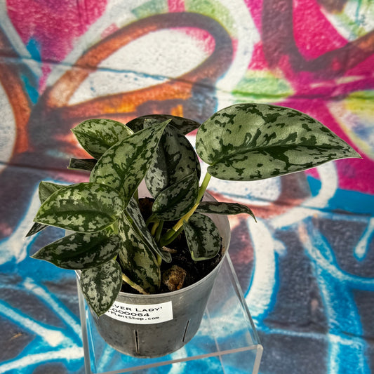 Scindapsus Silver Lady - #SCSL000064