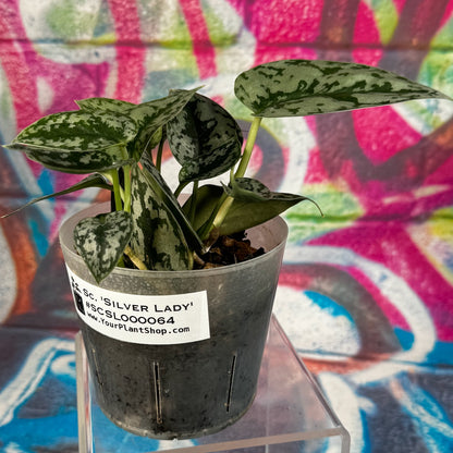Scindapsus Silver Lady - #SCSL000064