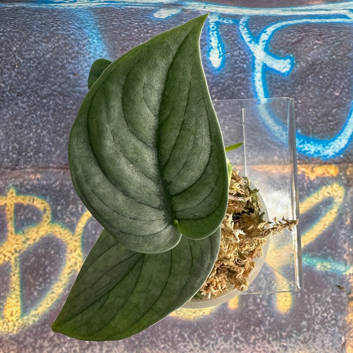 Scindapsus pictus  'Green Veins' - #SCGV000050