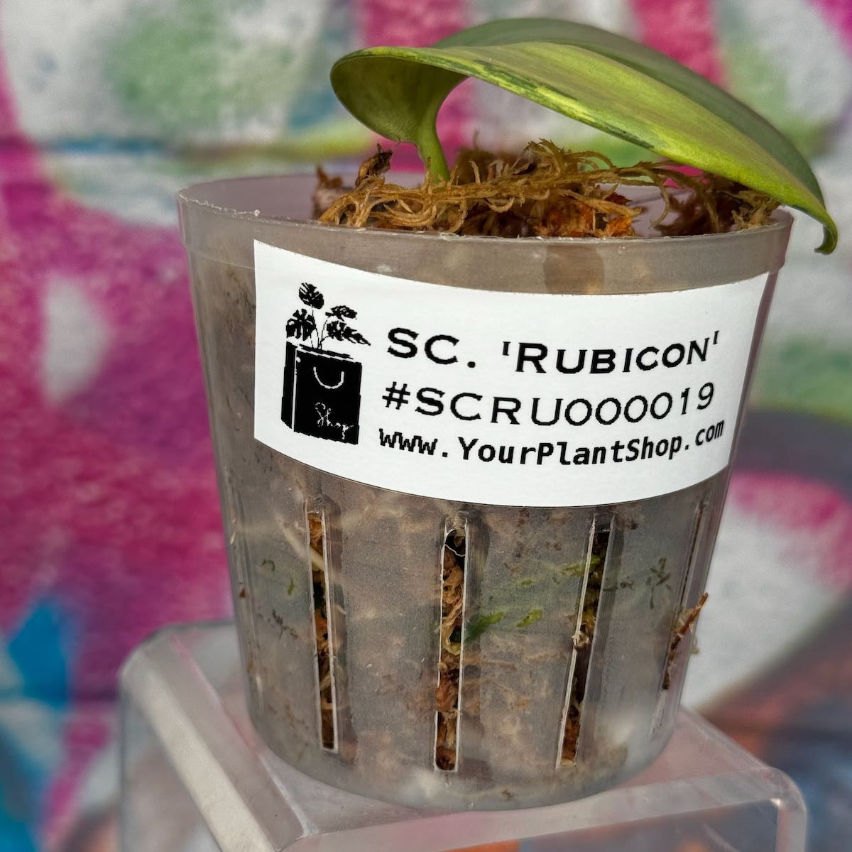 Scindapsus Rubicon - #SCRU000019