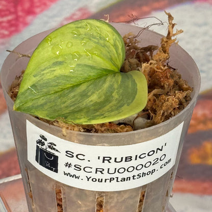 Scindapsus Rubicon - #SCRU000020