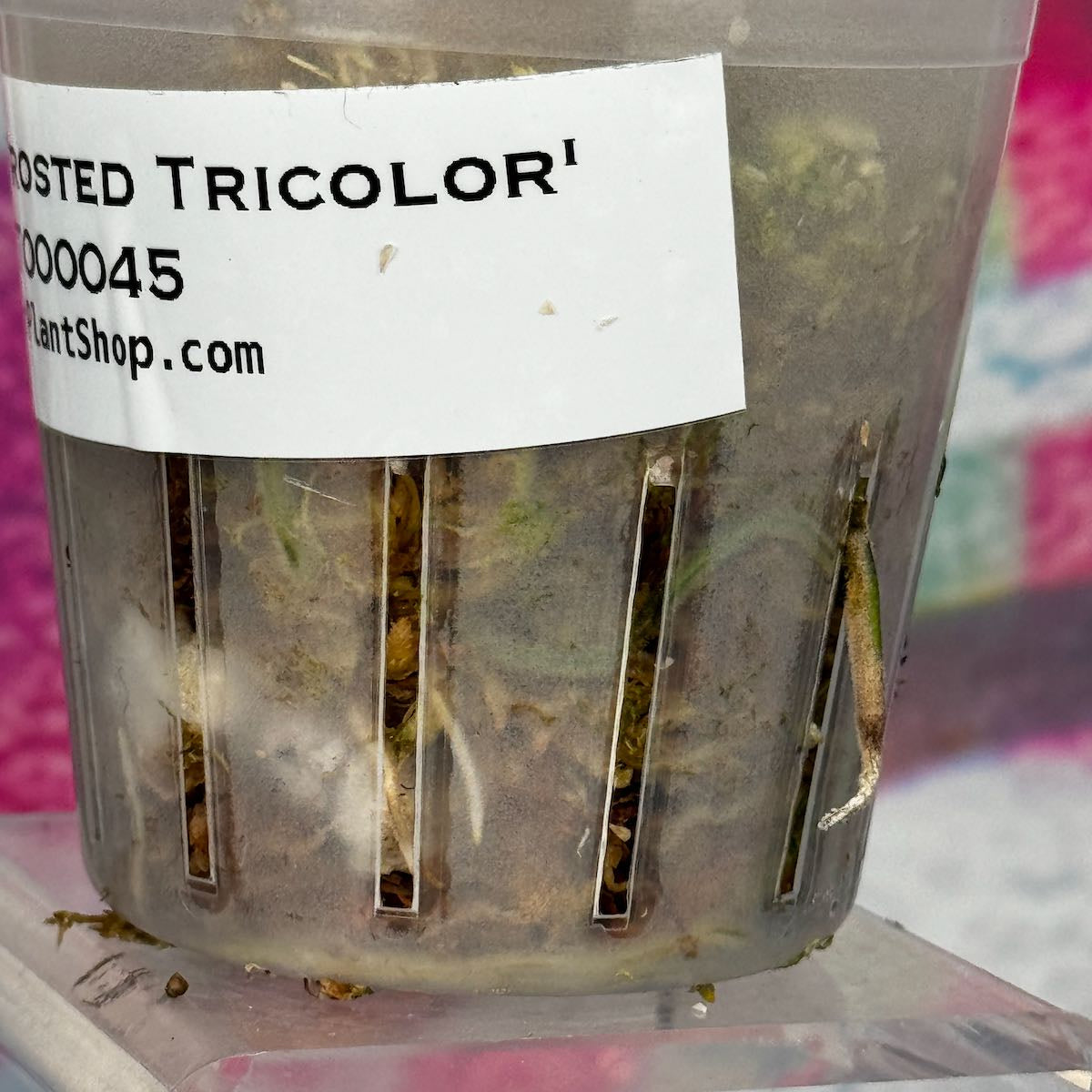 Scindapsus 'Frosted Tricolor' - #SCFT000045