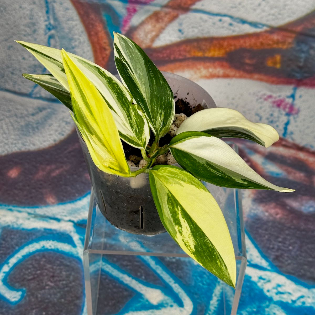 Scindapsus treubii Albo Variegated - STAV000021