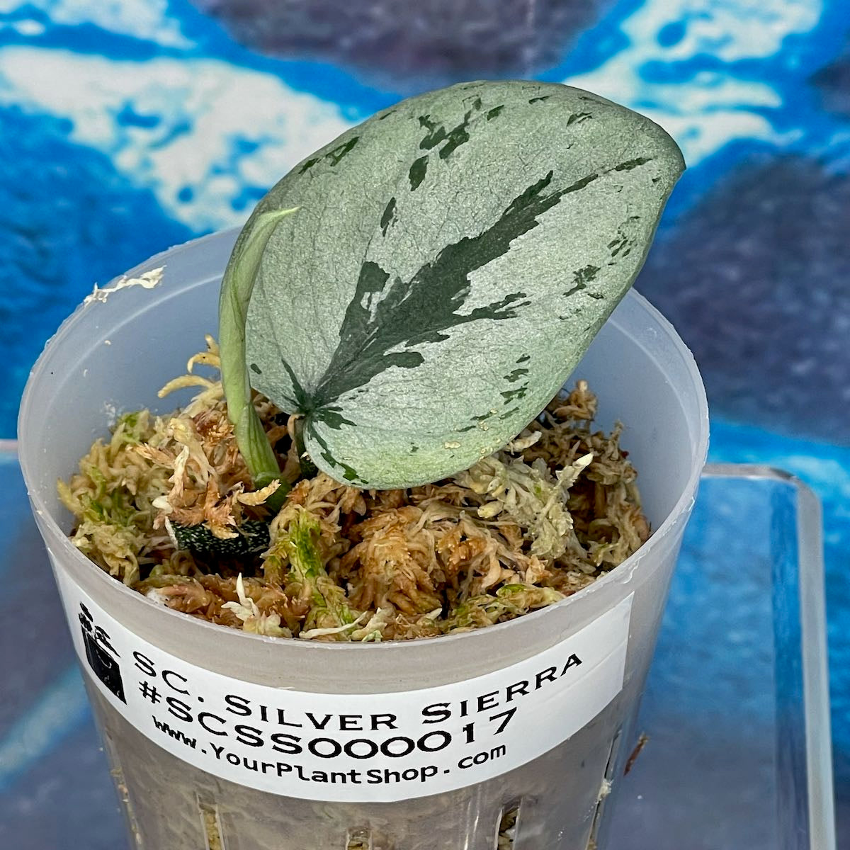 Scindapsus Silver Sierra - #SCSS000017