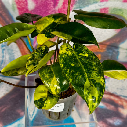 Philodendron 'Burle Marx' Variegated - #PBMV00014