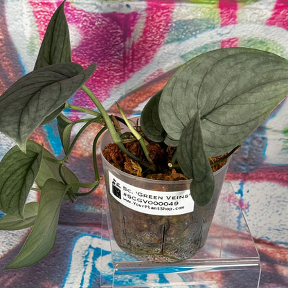 Scindapsus pictus  'Green Veins' - #SCGV000049