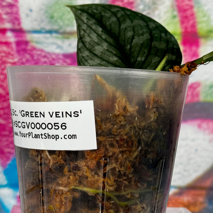 Scindapsus pictus  'Green Veins' - #SCGV000056