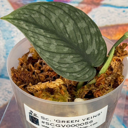 Scindapsus pictus  'Green Veins' - #SCGV000056