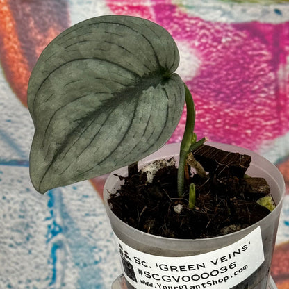 Scindapsus pictus  'Green Veins' - #SCGV000036