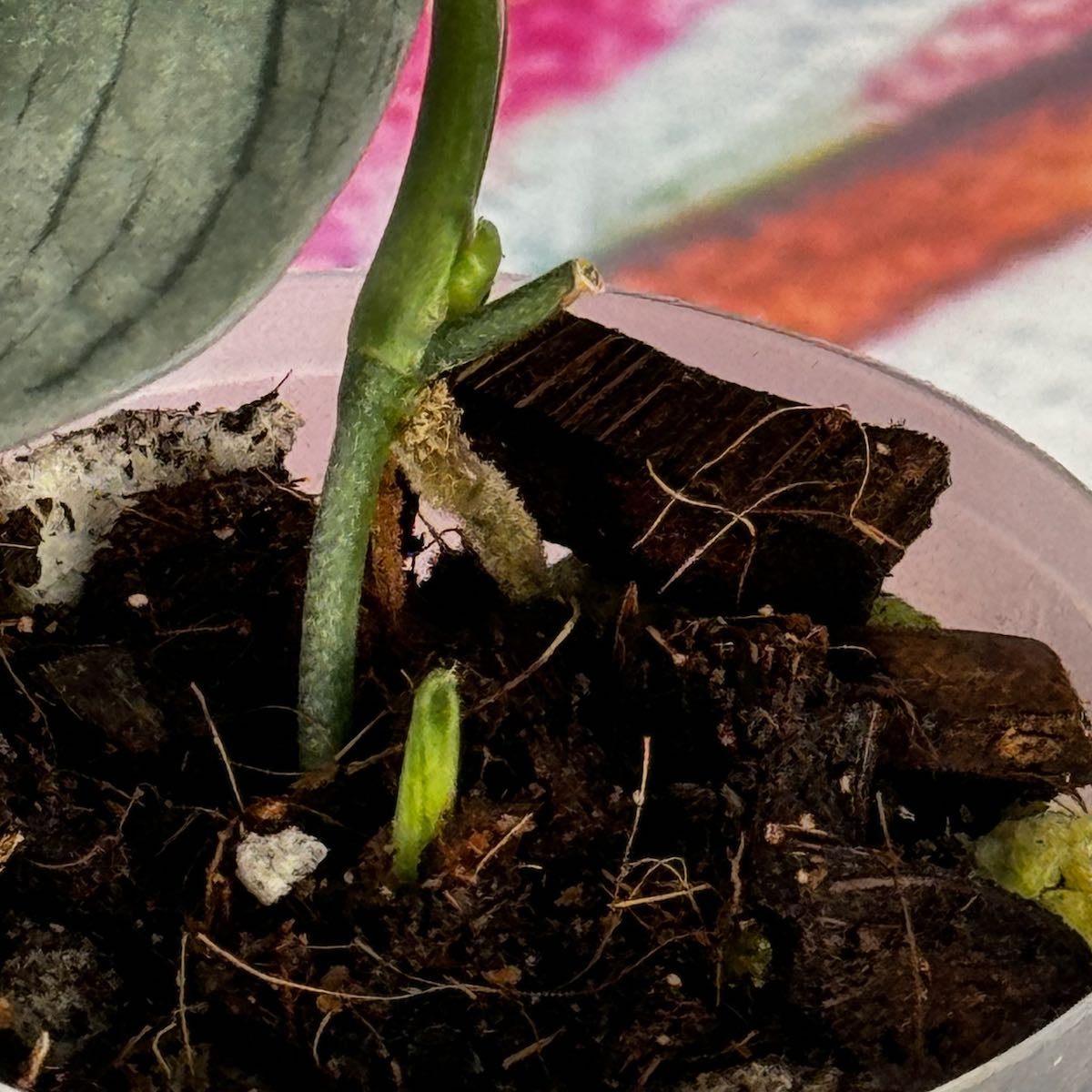 Scindapsus pictus  'Green Veins' - #SCGV000036