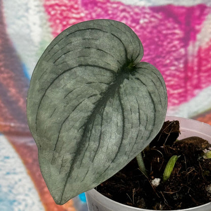 Scindapsus pictus  'Green Veins' - #SCGV000036