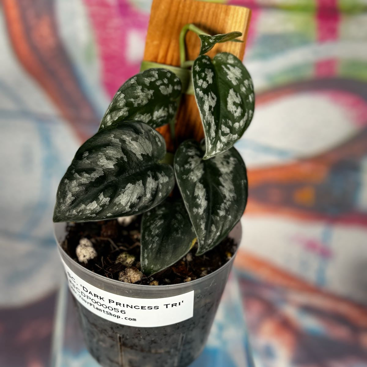 Scindapsus Dark Princess Tricolor NOID - SCDP000056