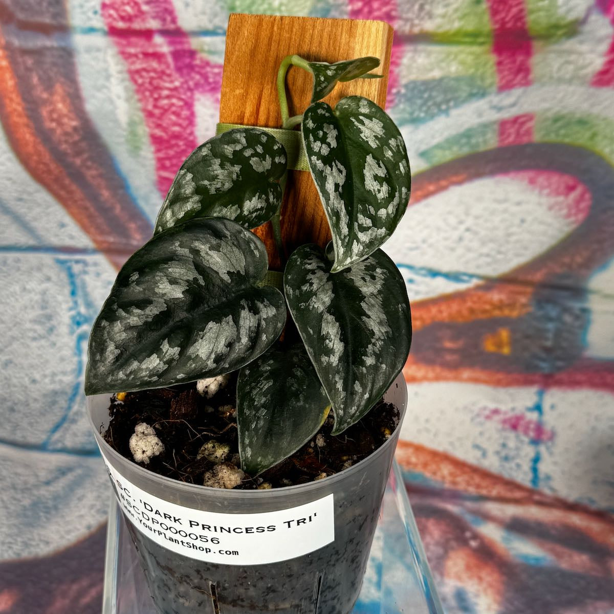 Scindapsus Dark Princess Tricolor NOID - SCDP000056