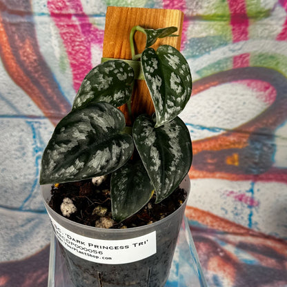 Scindapsus Dark Princess Tricolor NOID - SCDP000056