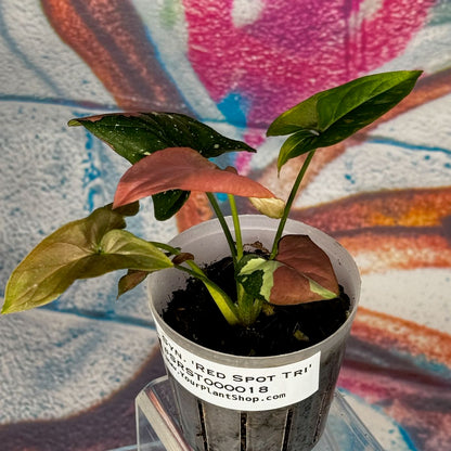 Syngonium Red Spot Tricolor - #SRST000018