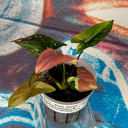 Syngonium Red Spot Tricolor - #SRST000018